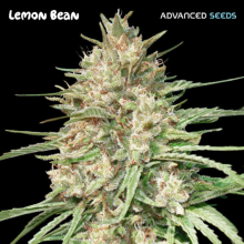 Lemon Bean - Advanced Seeds
