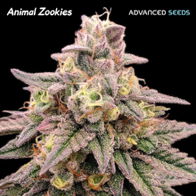 Animal Zookies - Advanced Seeds
