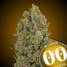 00 Cheese - 00 Seeds