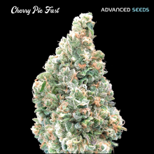 Cherry Pie Fast - Advanced Seeds