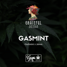 Gasmint (One Shot Edition) - Grateful Seeds