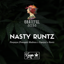 Nasty Runtz (Limited Edition) - Grateful Seeds