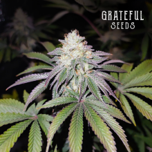 Mind Fuelz (Limited Edition) - Grateful Seeds