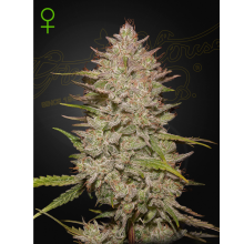 Chemical Candy Auto - Green House Seeds