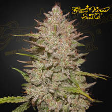 Chemical Candy Auto - Green House Seeds