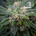 Girl Scout Cookies fem - The Cali Connection