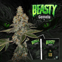 Beasty - TH Seeds