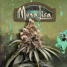 Mona Lisa - TH Seeds