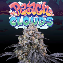 Peach Clouds - Perfect Tree