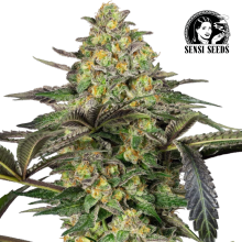 Grapevine Candy - Sensi Seeds