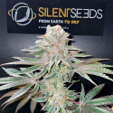 Pink Sunset Auto by Sherbinskis - Silent Seeds