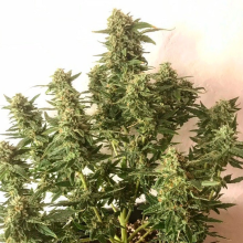 Moby Dick Auto - Silent Seeds