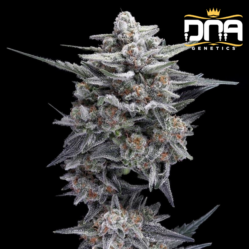 HG23 aka Michael Jordan - DNA Genetics