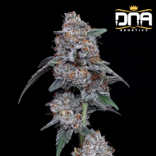 The Big Mac Auto - DNA Genetics