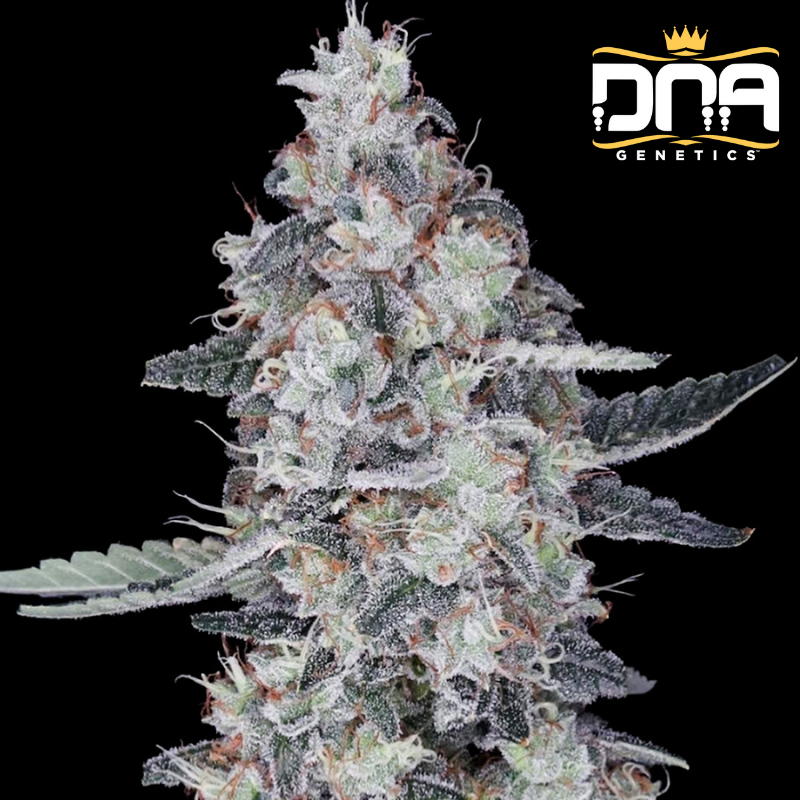 The Big Mac Auto - DNA Genetics