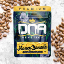 Honey Banana S1 - DNA Genetics