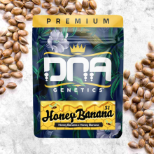 Honey Banana S1 - DNA Genetics