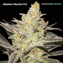 Rainbow Sherbet #11 - Advanced Seeds