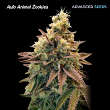 Auto Animal Zookies - Advanced Seeds