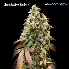 Auto Rainbow Sherbet 11 - Advanced Seeds