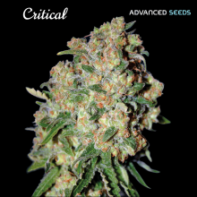 Critical - Advanced Seeds