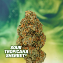 Sour Tropicana Sherbet (Limited Edition) - Dutch Passion