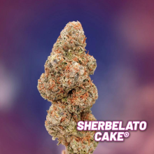 Sherbelato Cake (Edición Limitada) - Dutch Passion