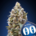 00 Kush fem - 00 Seeds - Stock renewal