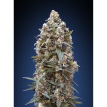 00 Kush fem - 00 Seeds - Stock renewal