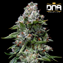 Kosher Kush - DNA Genetics