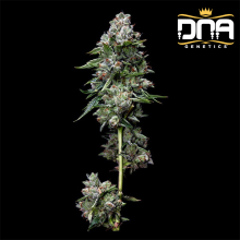 Kosher Kush - DNA Genetics