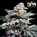 Auto Canelo - DNA Genetics