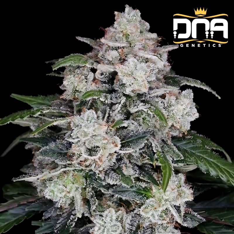 Auto Mac N Me - DNA Genetics