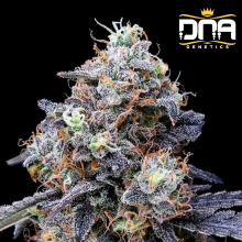 Auto MACmelon - DNA Genetics