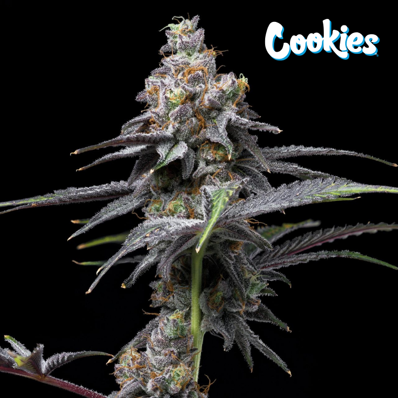 Animal Cake X Hollywood - Cookies Seed Bank