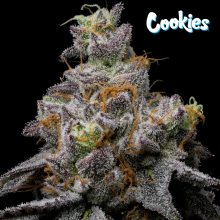 Animal Cake X Hollywood - Cookies Seed Bank