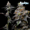 Animal Cake X Hollywood - Cookies Seed Bank