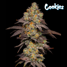 Big Z - Cookies Seed Bank