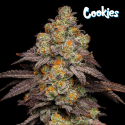 Big Z - Cookies Seed Bank