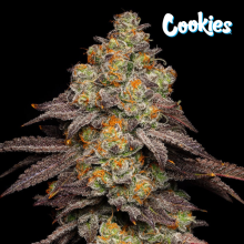 Big Z - Cookies Seed Bank