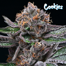 Candy Candy - Cookies Seed Bank