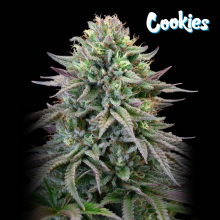 Cherry Cooks - Cookies Seed Bank