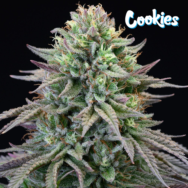 Cherry Cooks - Cookies Seed Bank