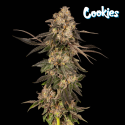 Cherry Fritter - Cookies Seed Bank