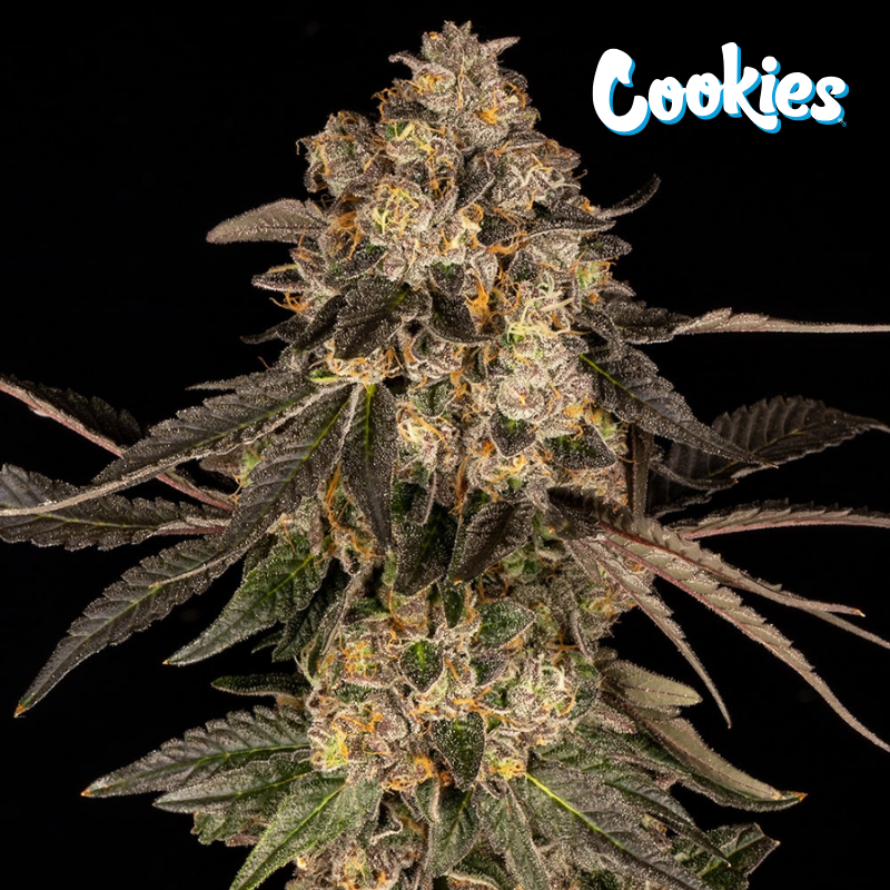 Cherry Fritter - Cookies Seed Bank