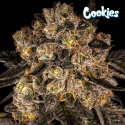 Cherry Fritter - Cookies Seed Bank