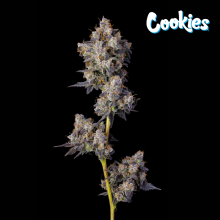 Cherry Zelato - Cookies Seed Bank