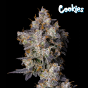 Cherry Zelato - Cookies Seed Bank