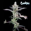 Dirty Money - Cookies Seed Bank