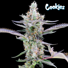 Dirty Money - Cookies Seed Bank